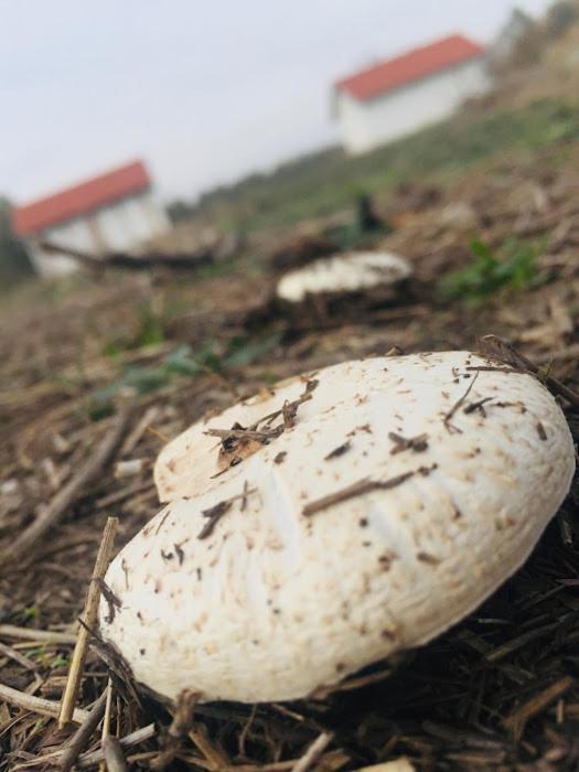 Tomajor Vendeghazak Daire Tiszaeszlar Dış mekan fotoğraf