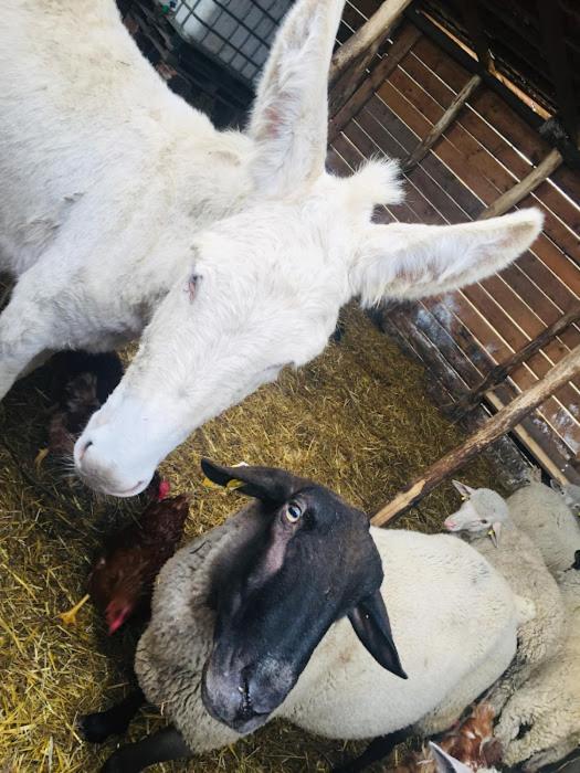 Tomajor Vendeghazak Daire Tiszaeszlar Dış mekan fotoğraf